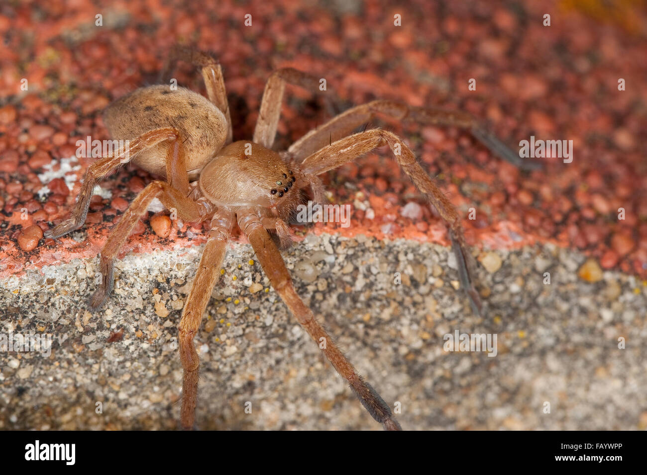 Araignée crabe géant, Huntsman spider, Riesenkrabbenspinne Riesenkrabben-Spinne Riesen-Krabbenspinne, Olios argelasius,, Banque D'Images