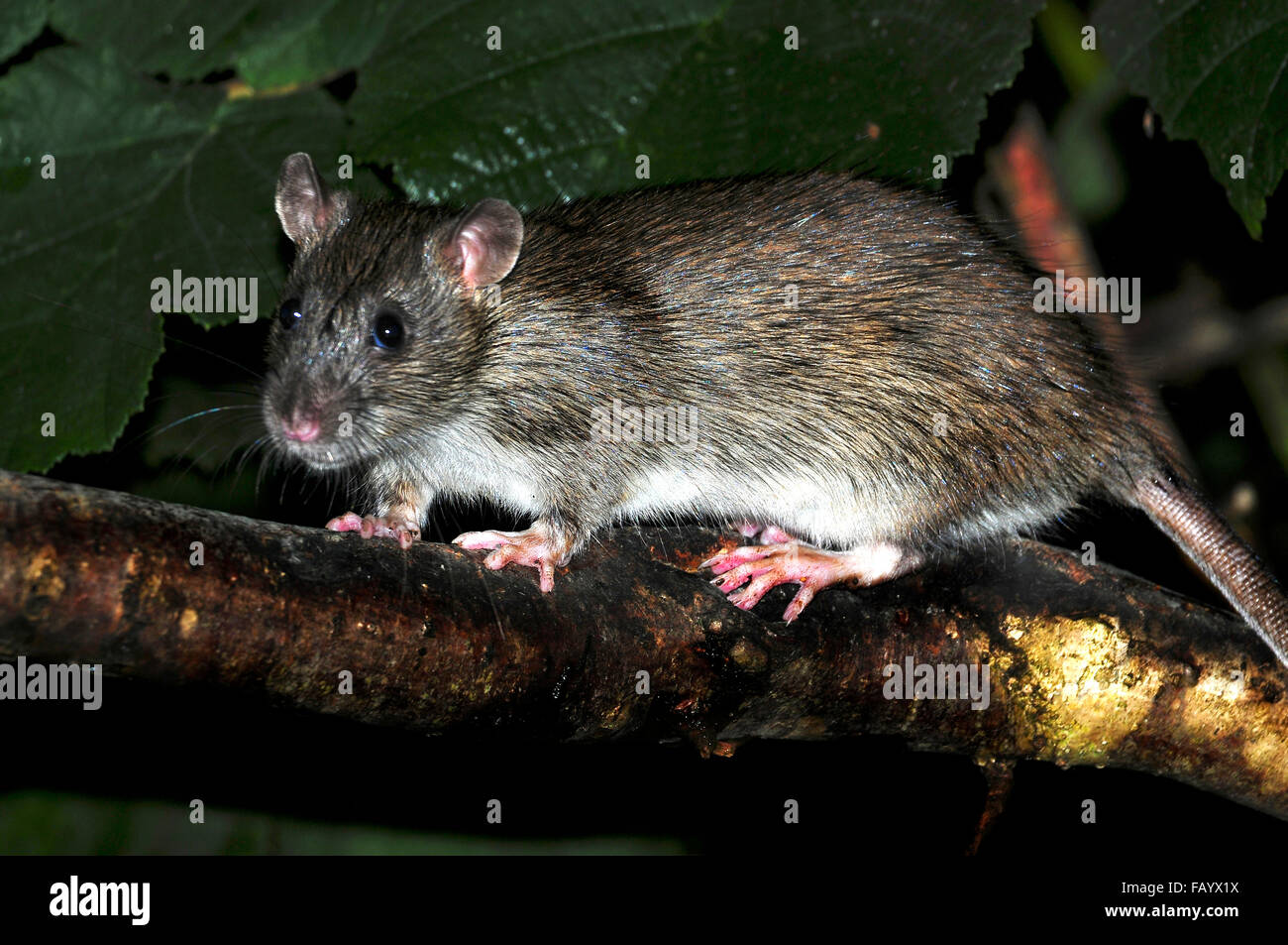 rat brun Banque D'Images