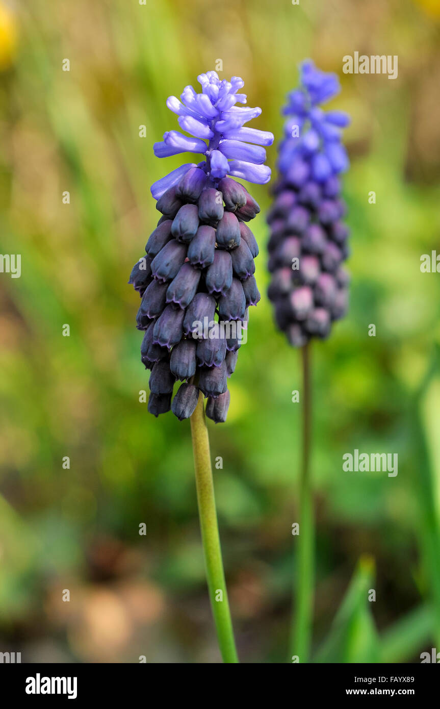Muscari latifolium. Une petite ampoule de floraison du printemps avec deux tons de fleurs bleues. Banque D'Images
