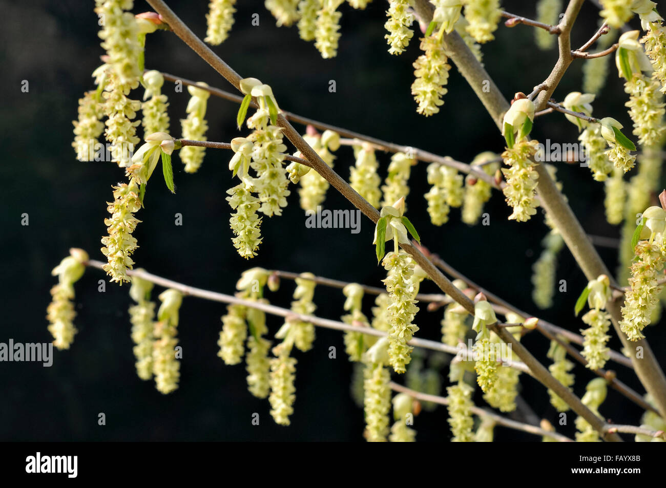 Corylopsis sinensis. Un printemps arbuste à fleurs suspendues de jaune pâle. Banque D'Images