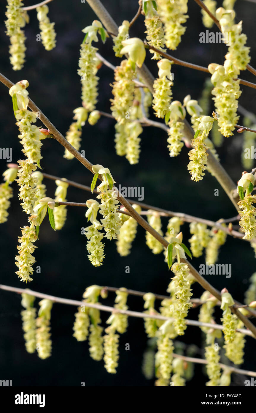 Corylopsis sinensis. Un printemps arbuste à fleurs suspendues de jaune pâle. Banque D'Images