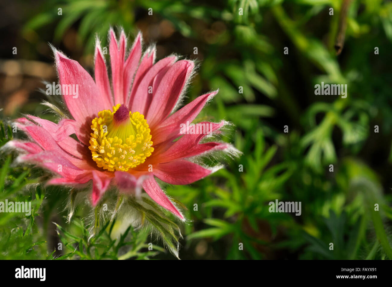 Variété inhabituelle de Pulsatilla rose corail avec des pétales. Une belle fleur de printemps. Banque D'Images