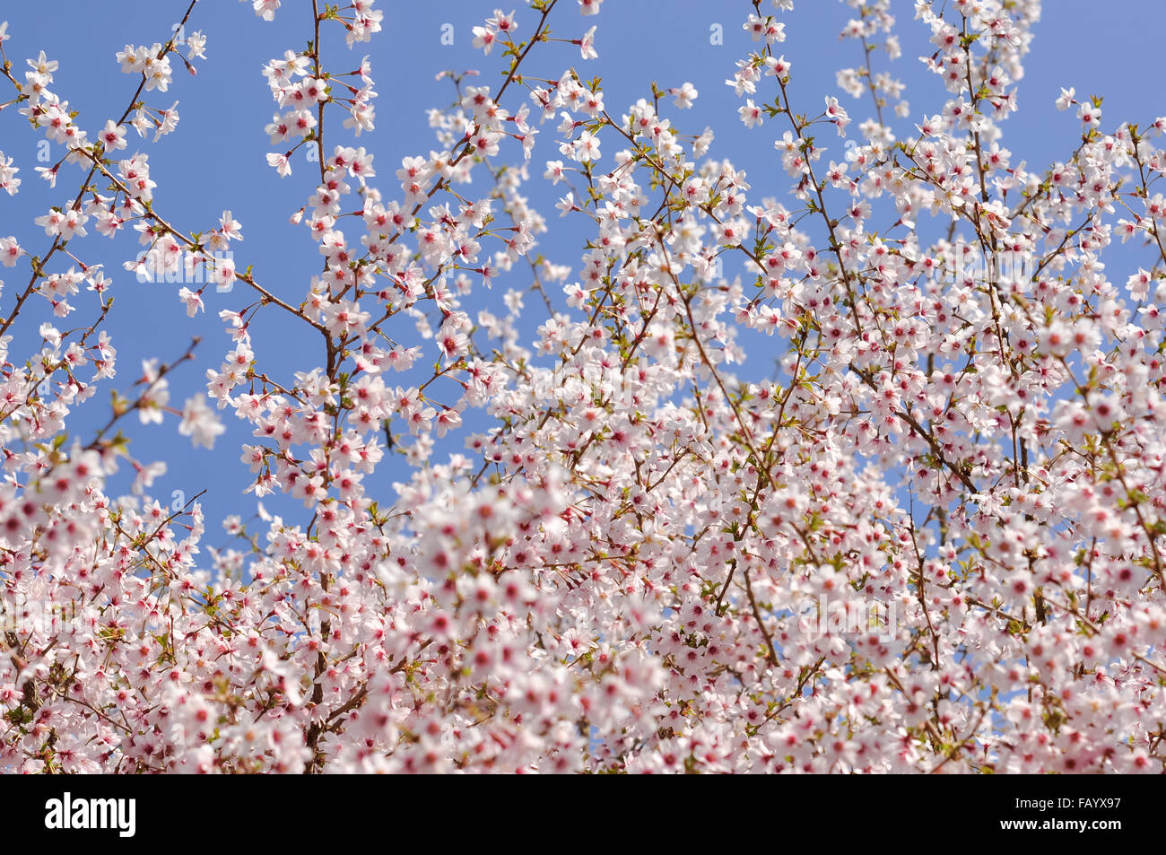 Fleur de cerisier rose pâle bleu clair contre un ciel de printemps. Prunus kojo no mai. Banque D'Images
