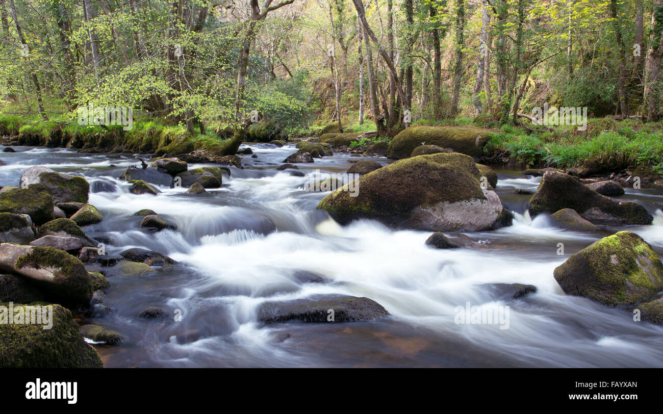 La rivière Teign en été juste au-dessus du pont Fingle Devon Drewsteignton Uk Banque D'Images