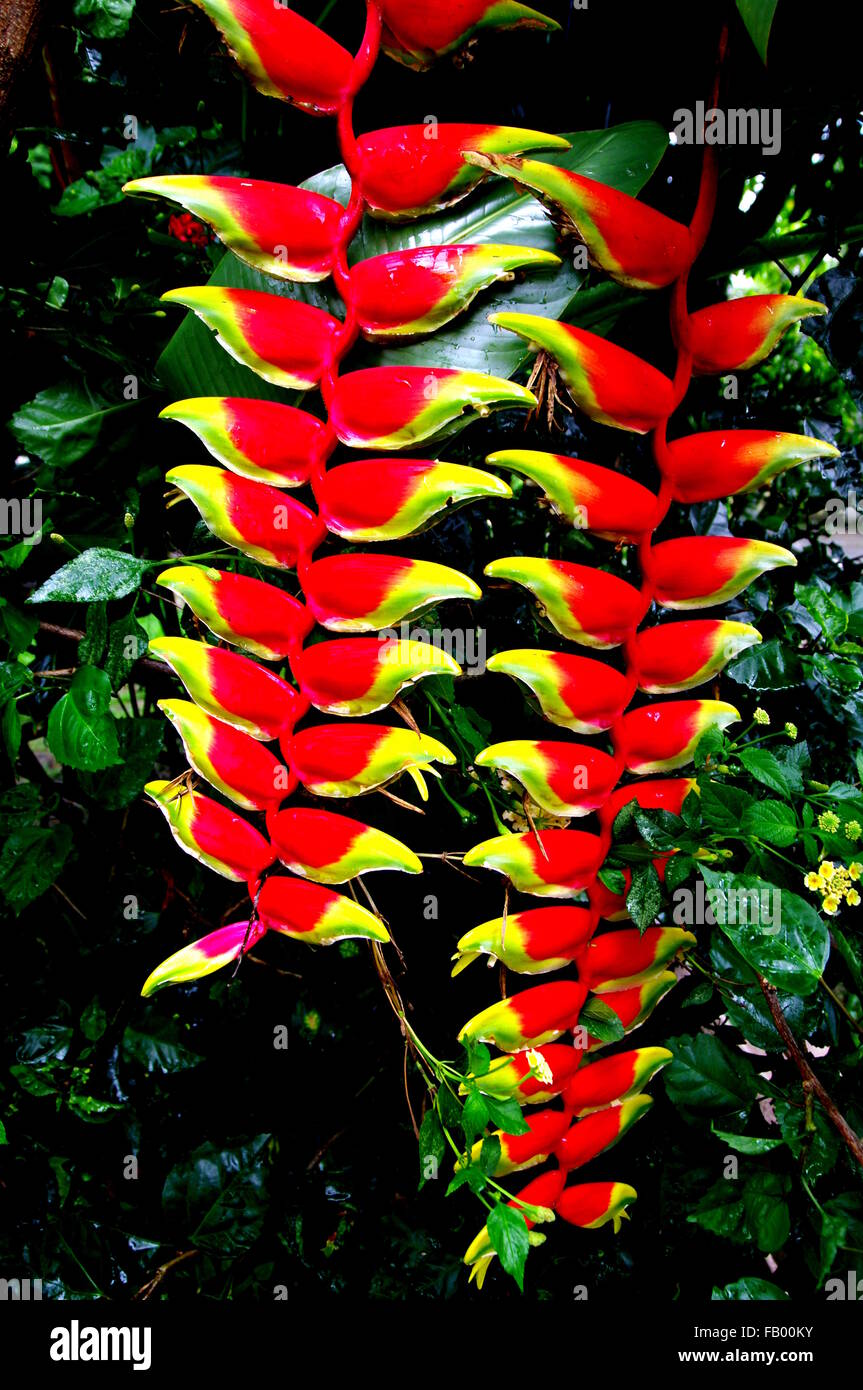 Fleurs D heliconia Banque D image Et Photos Alamy