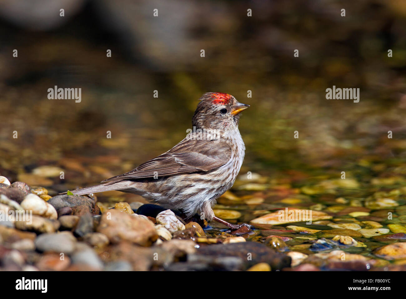 Sizerin flammé (Acanthis flammea Carduelis flammea) / femelle, l'eau potable de stream Banque D'Images