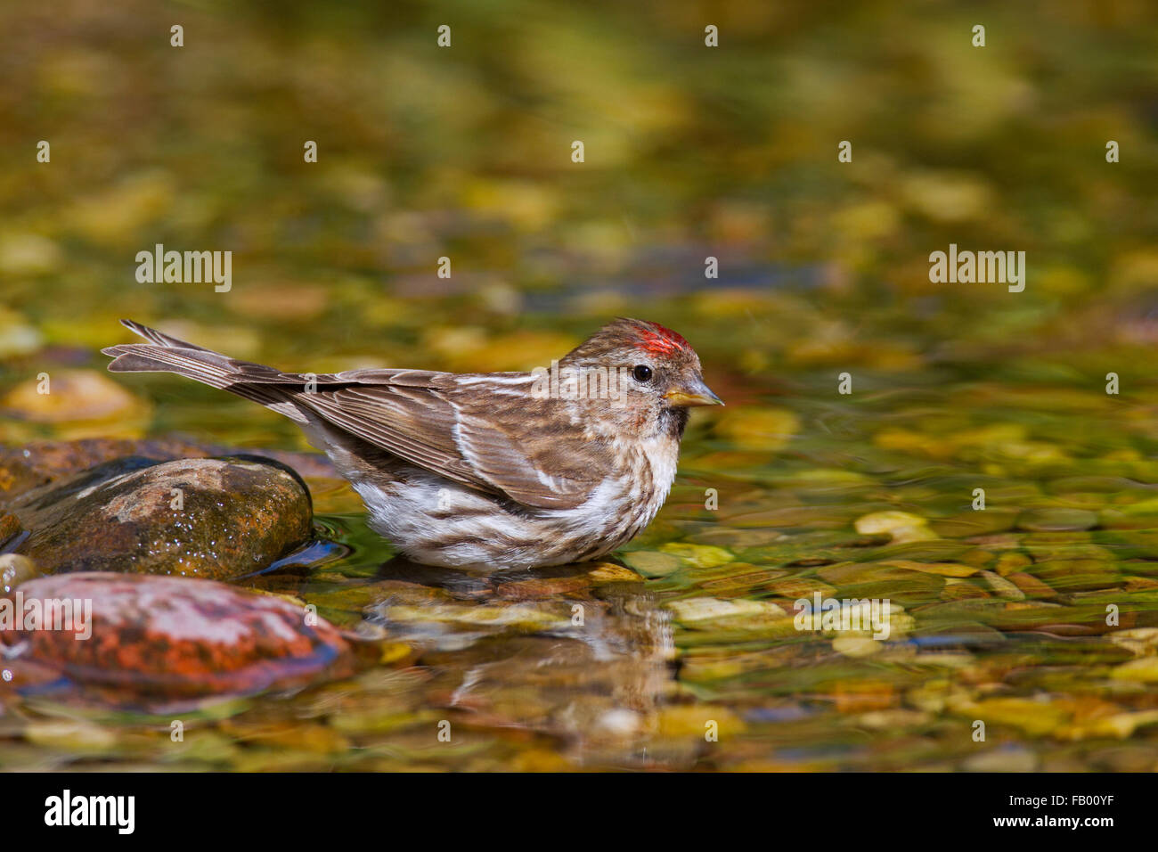 Sizerin flammé (Acanthis flammea Carduelis flammea) / femelle, l'eau potable de stream Banque D'Images