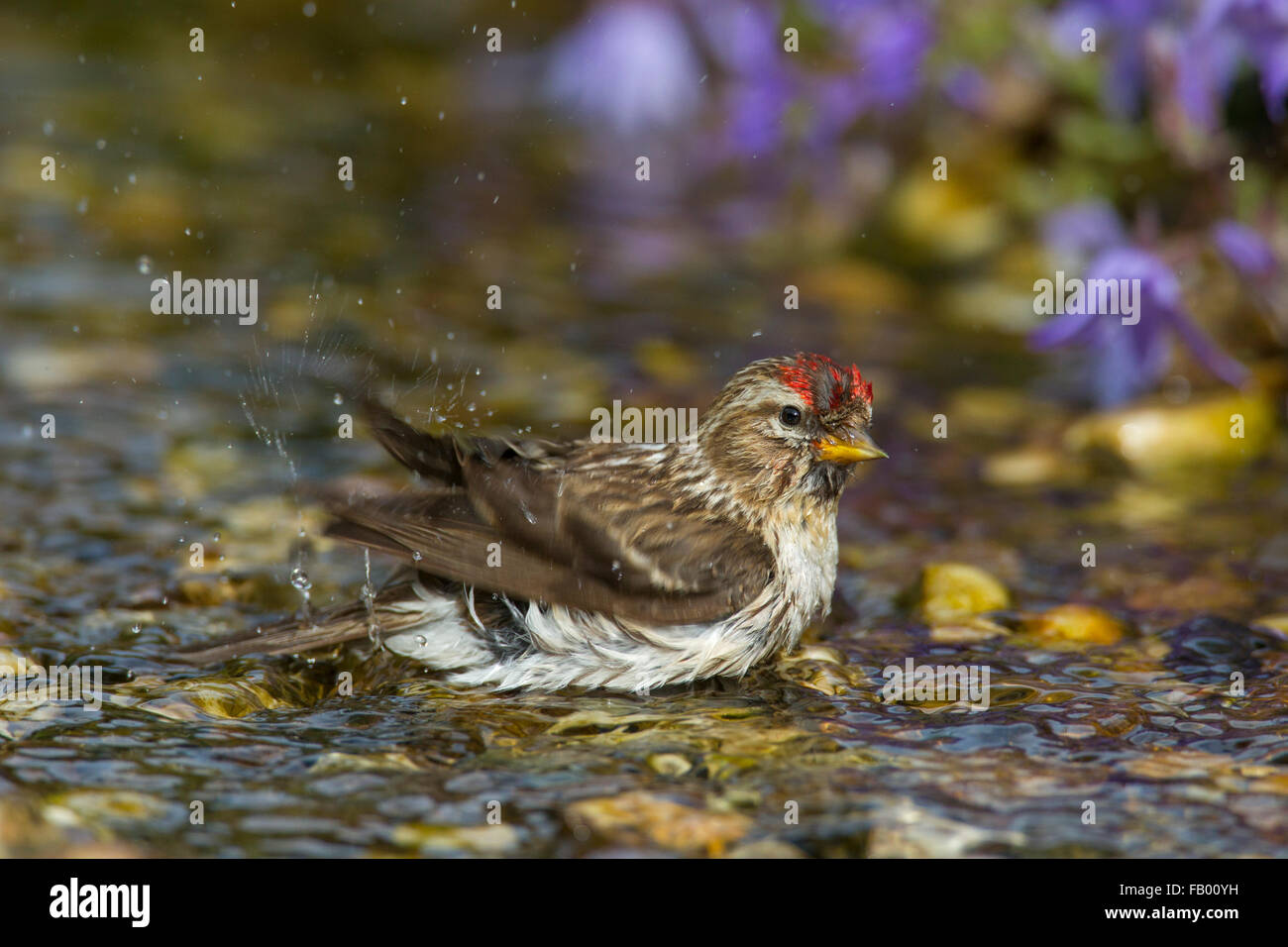 Sizerin flammé (Acanthis flammea Carduelis flammea) / femelle, se baigner dans les eaux peu profondes de stream Banque D'Images