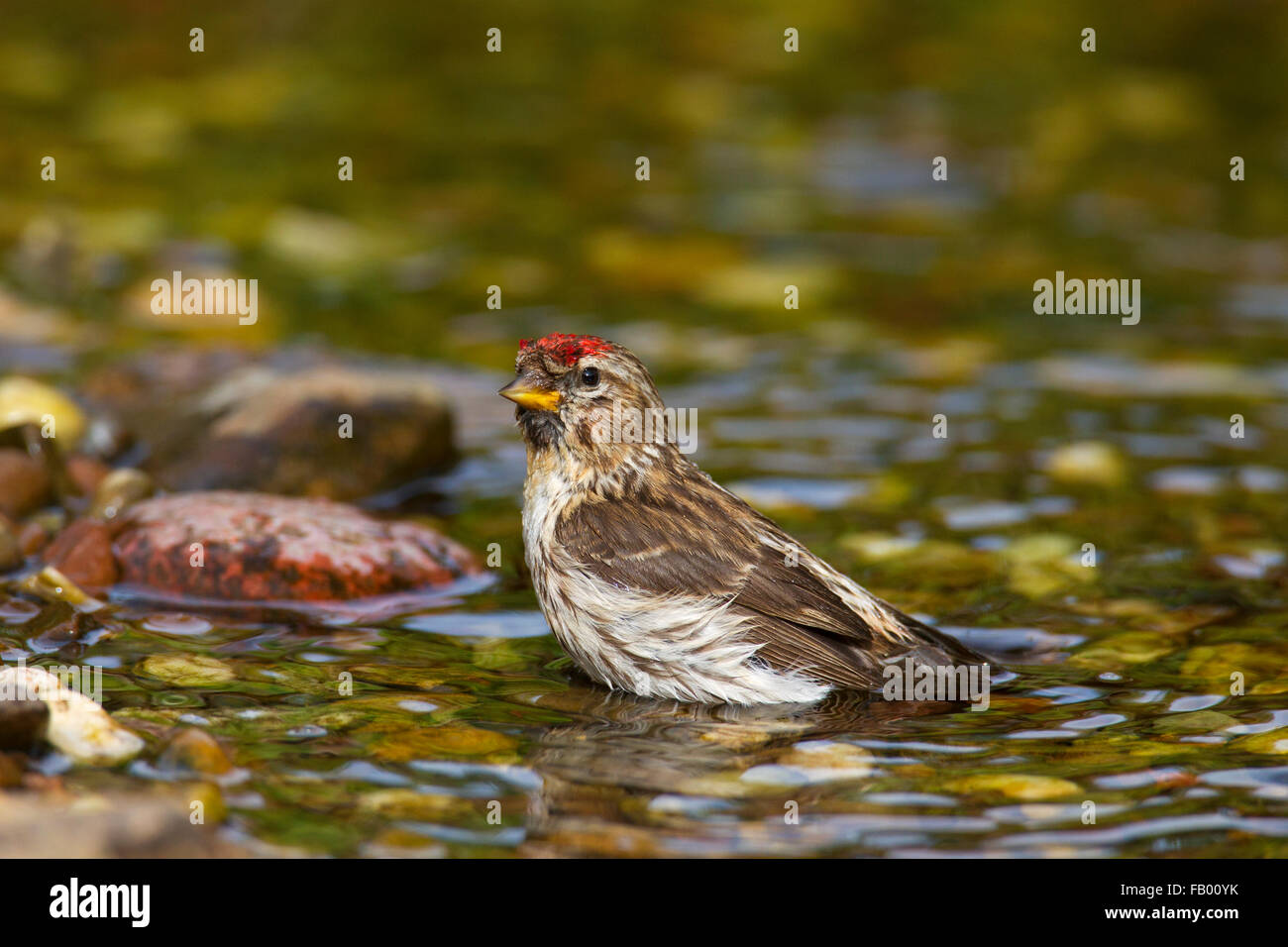Sizerin flammé (Acanthis flammea Carduelis flammea) / femelle, se baigner dans les eaux peu profondes de stream Banque D'Images