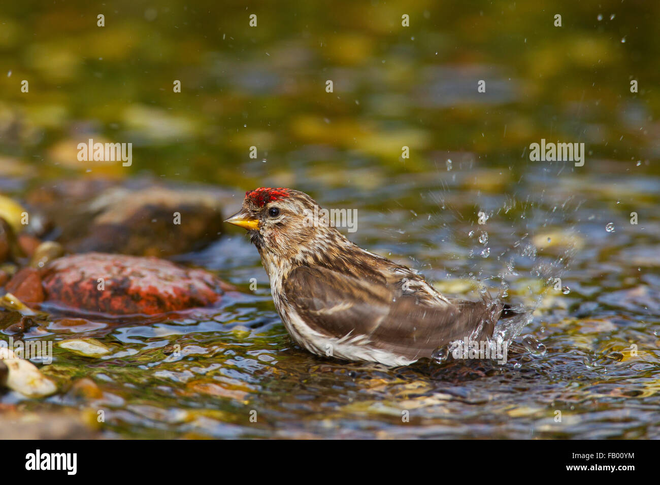 Sizerin flammé (Acanthis flammea Carduelis flammea) / femelle, se baigner dans les eaux peu profondes de stream Banque D'Images