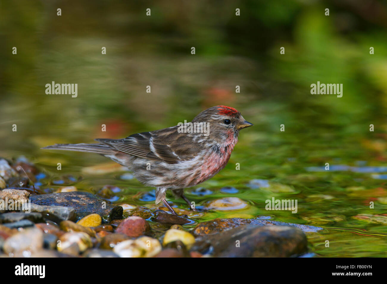 Sizerin flammé (Acanthis flammea Carduelis flammea) / mâle, l'eau potable de stream Banque D'Images