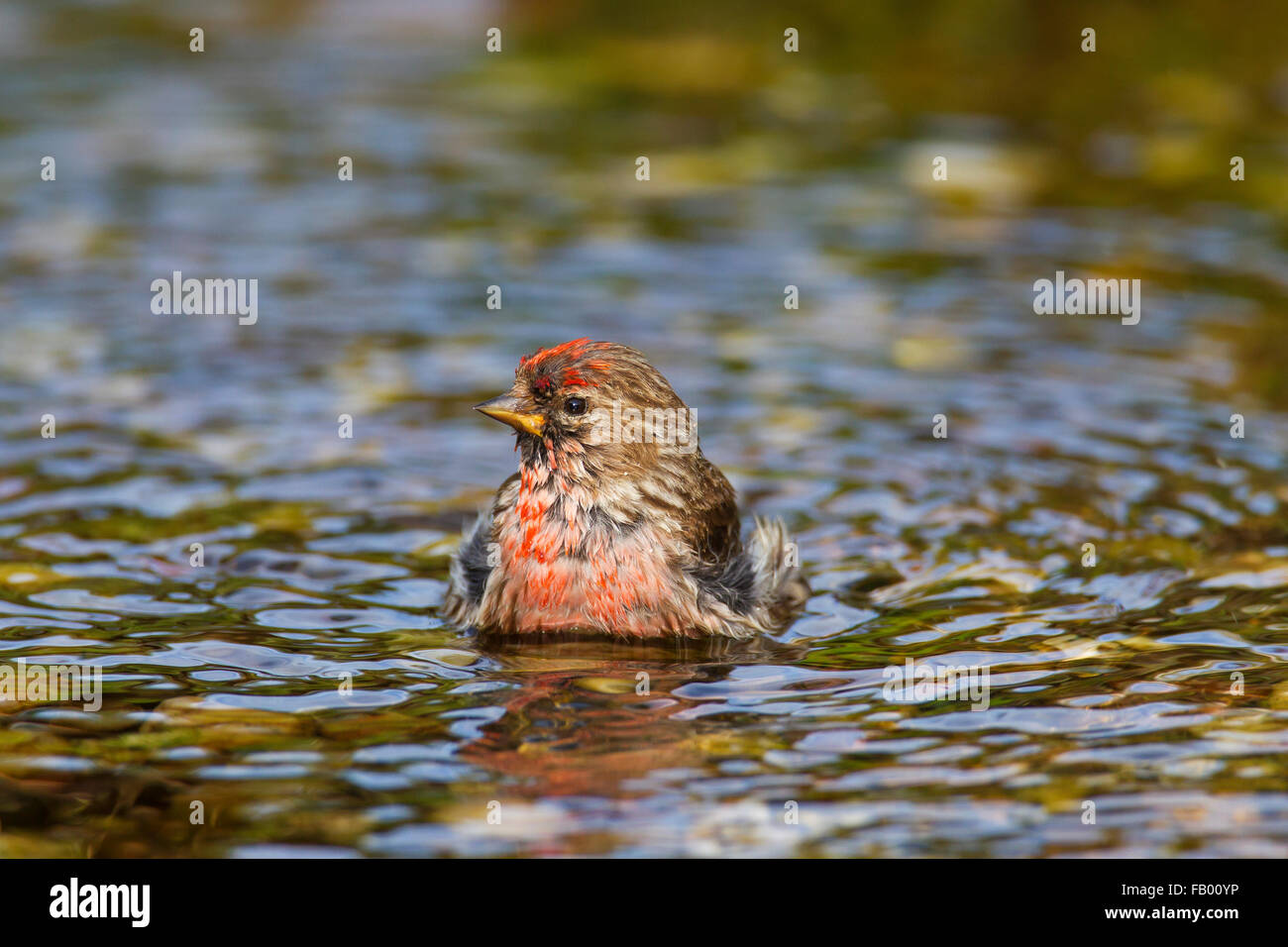 Sizerin flammé (Acanthis flammea Carduelis flammea) / mâle, la baignade dans les eaux peu profondes de stream Banque D'Images