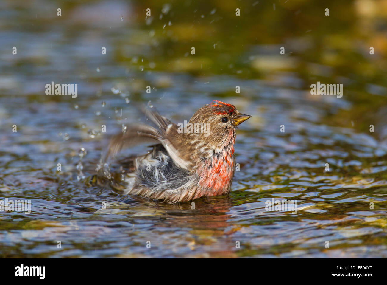 Sizerin flammé (Acanthis flammea Carduelis flammea) / mâle, la baignade dans les eaux peu profondes de stream Banque D'Images