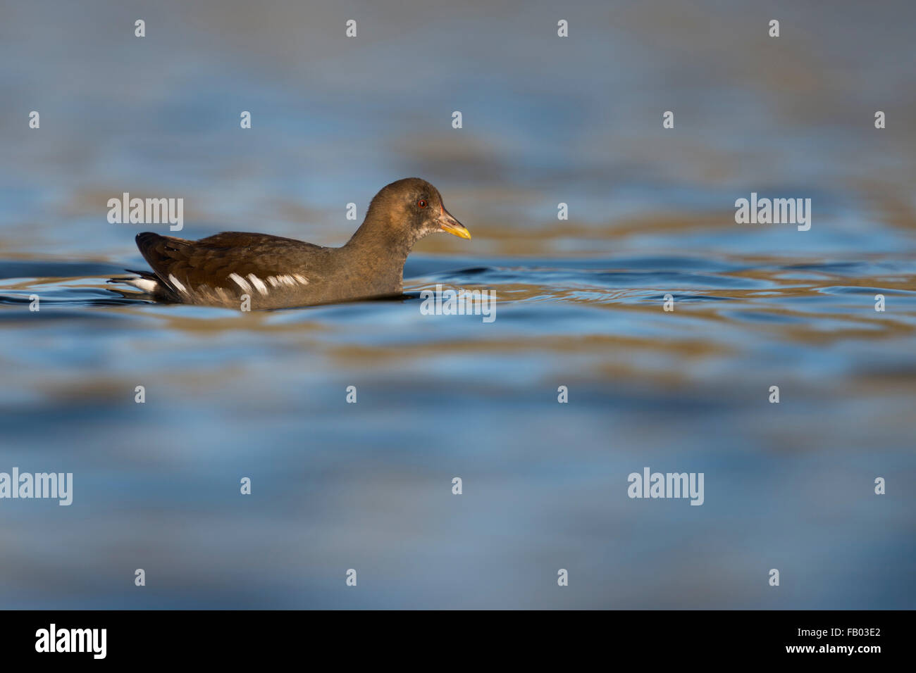 La Gallinule poule-d / Teichralle / Teichhuhn ( Gallinula chloropus ) dans la meilleure lumière sur l'eau libre de couleur agréable. Banque D'Images