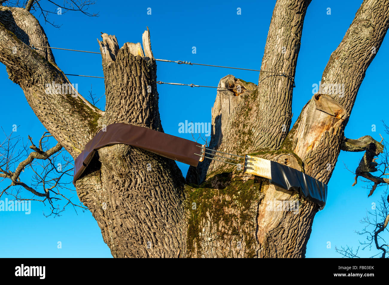 Bandages tree Banque de photographies et d'images à haute résolution - Alamy