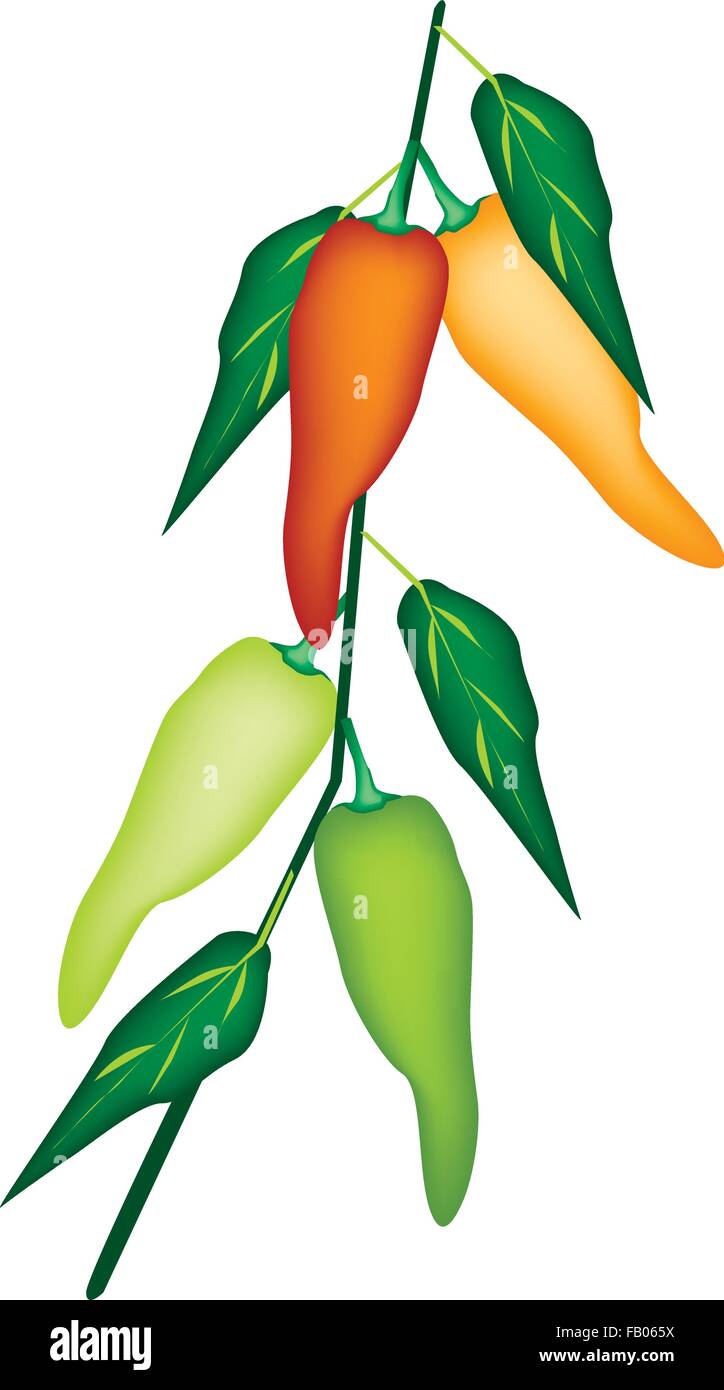 Vector Illustration de légumes frais, rouge, vert, orange et jaune des poivrons doux avec des feuilles vertes sur une branche isolé sur blanc Illustration de Vecteur