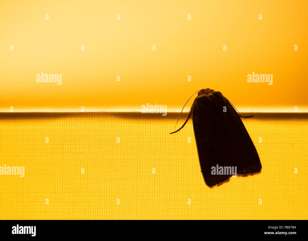 Espèce d'ossature sur la lumière Banque D'Images