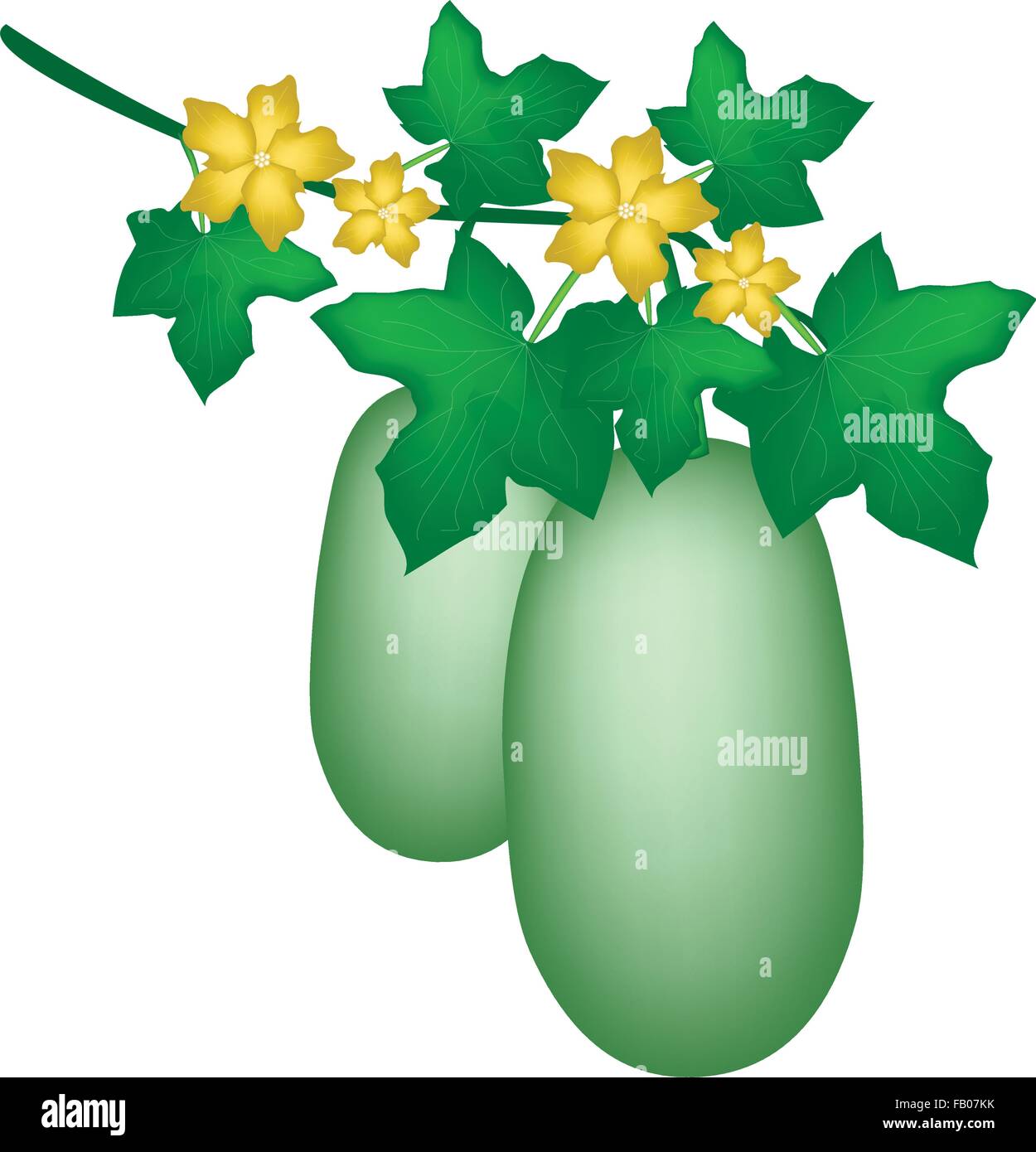 De légumes et d'herbes, Illustration de melon d'hiver, l'usine Usine Chalkumra Cire Gourd ou avec des plantes et fleurs Friuts accroché à un Illustration de Vecteur