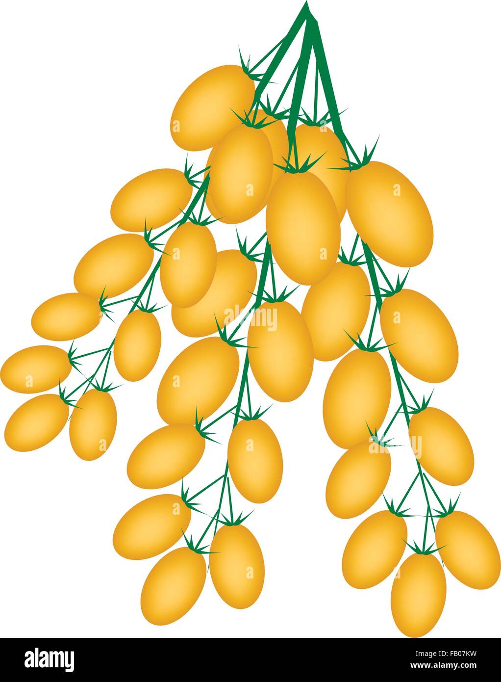 Légume, une illustration de délicieuses tomates mûres orange juteuse ou les tomates Roma sur une vigne isolé sur fond blanc. Illustration de Vecteur