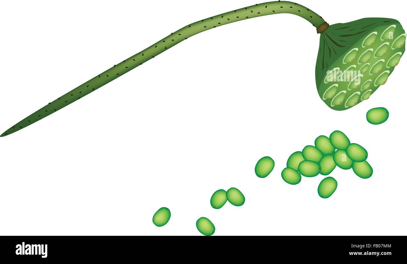 Une illustration de la gousse et les graines de fleur de lotus sacré ou de l'eau Lily isolé sur fond blanc. Illustration de Vecteur
