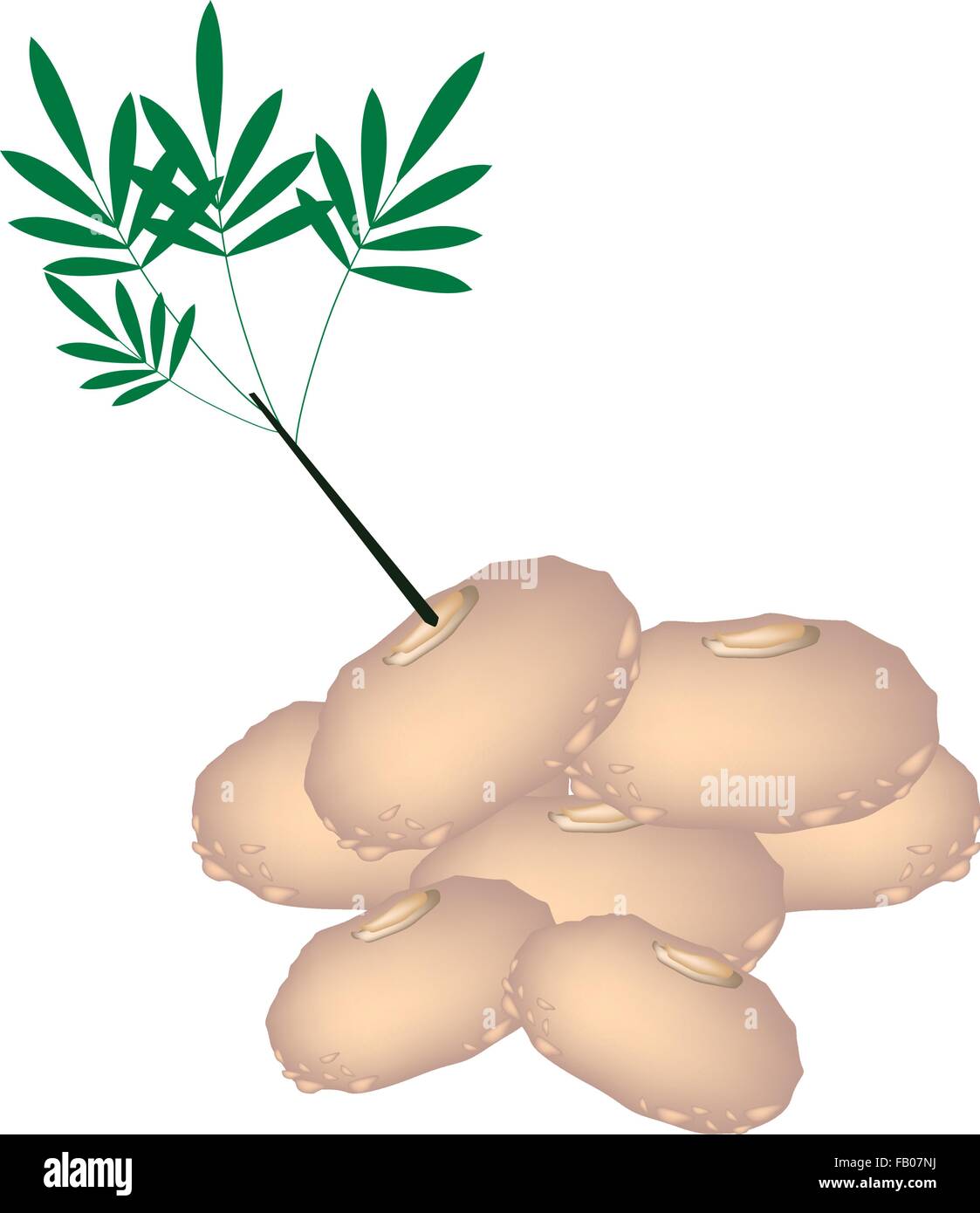Légume, un tas d'Elephant Yam, Stanley S eau à remous ou plante Konjac isolé sur fond blanc. Illustration de Vecteur