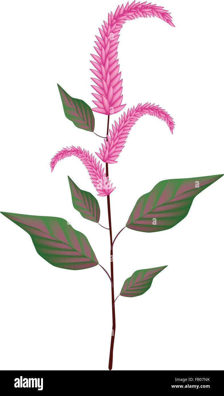 De légumes et d'herbes, une illustration de l'Amarante Amaranthus cruentus frais ou plante avec de belles fleurs pourpres isolé sur un W Illustration de Vecteur