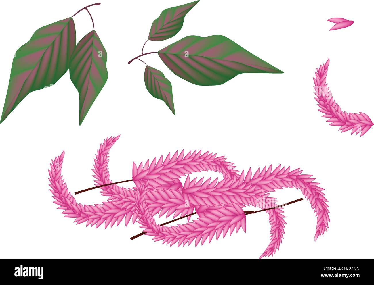 De légumes et d'herbes, une illustration des parties de l'Amarante Amaranthus cruentus frais ou des plantes, des fleurs et des feuilles isolées sur fond blanc Illustration de Vecteur