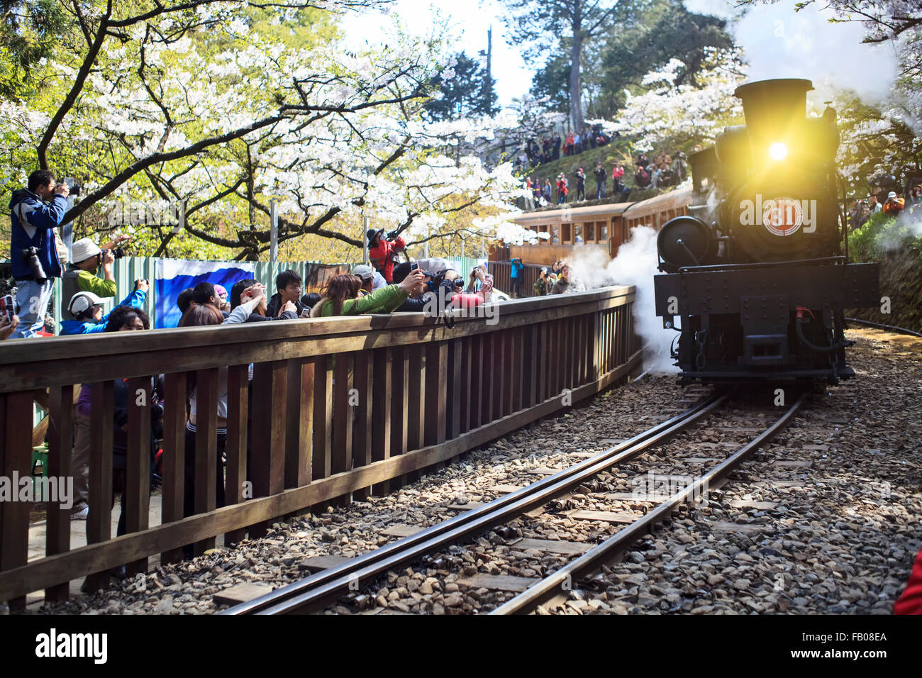 Alishan,Taiwan - Mars 15,2012 : forêt en train Alishan Alishan National Scenic Area durant la saison du printemps. Les gens peuvent voir expl Banque D'Images