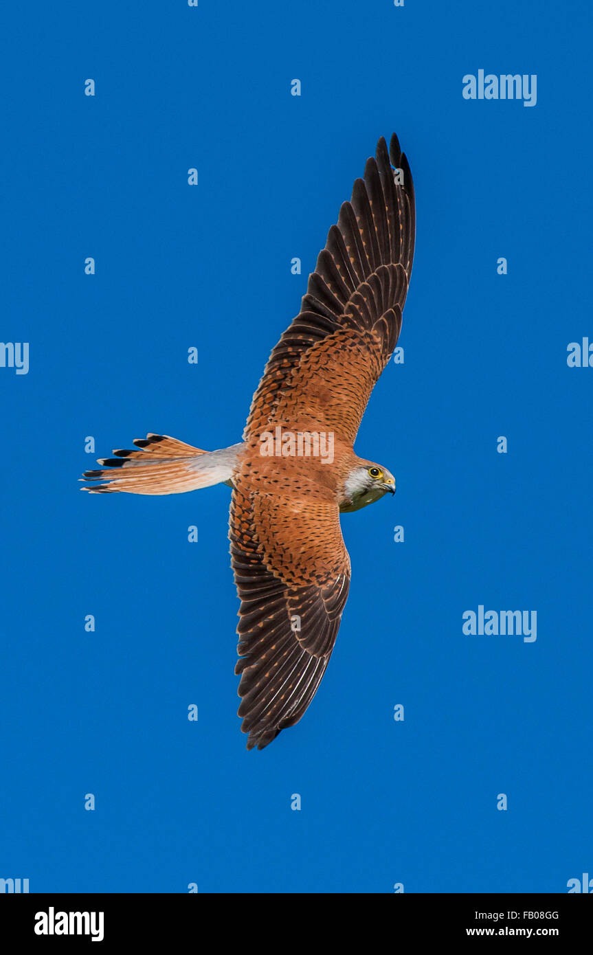 Nankeen crécerelle (Falco cenchroides) en vol contre un ciel bleu. Les parties supérieures sont clairement indiqués. Banque D'Images