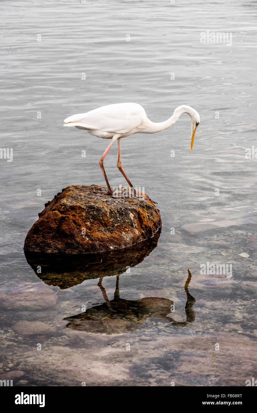 Grand héron blanc debout sur un rocher à pêcher dans les Keys de Floride à l'océan. Banque D'Images