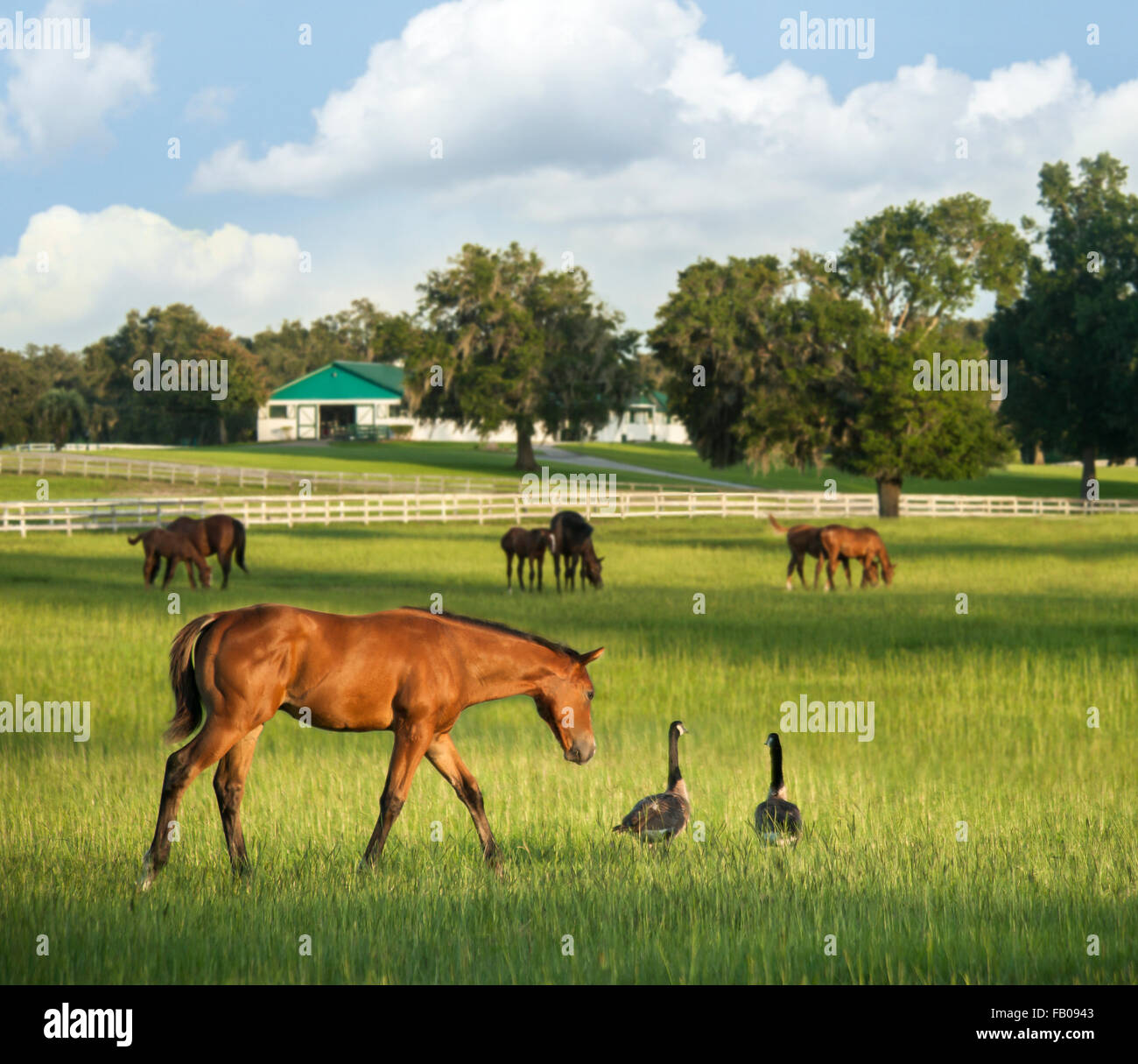 Ferme de chevaux pur-sang pittoresque, Ocala, FL Banque D'Images