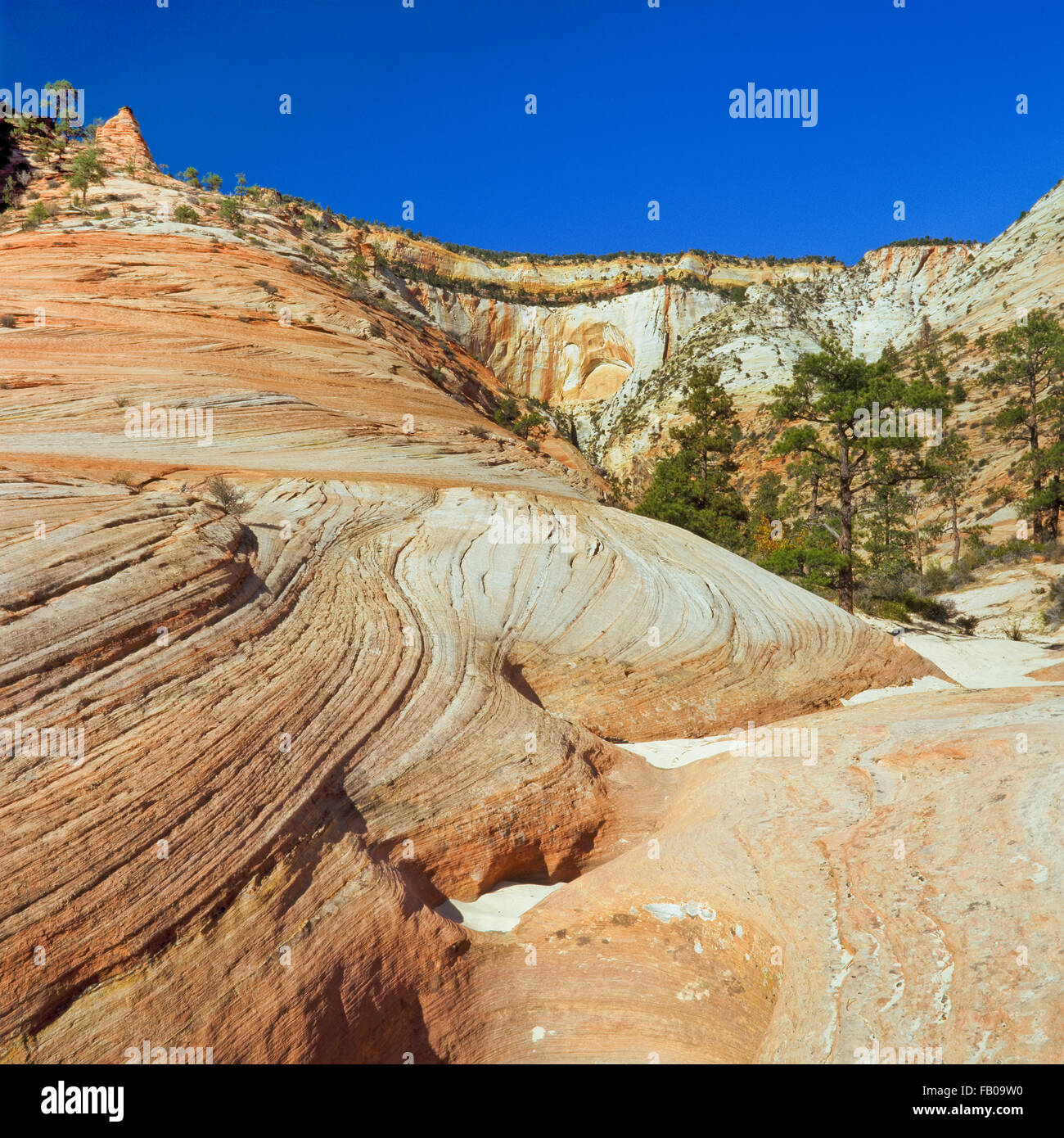Slickrock de grès dans le bassin du ruisseau clair de Zion National Park, Utah Banque D'Images