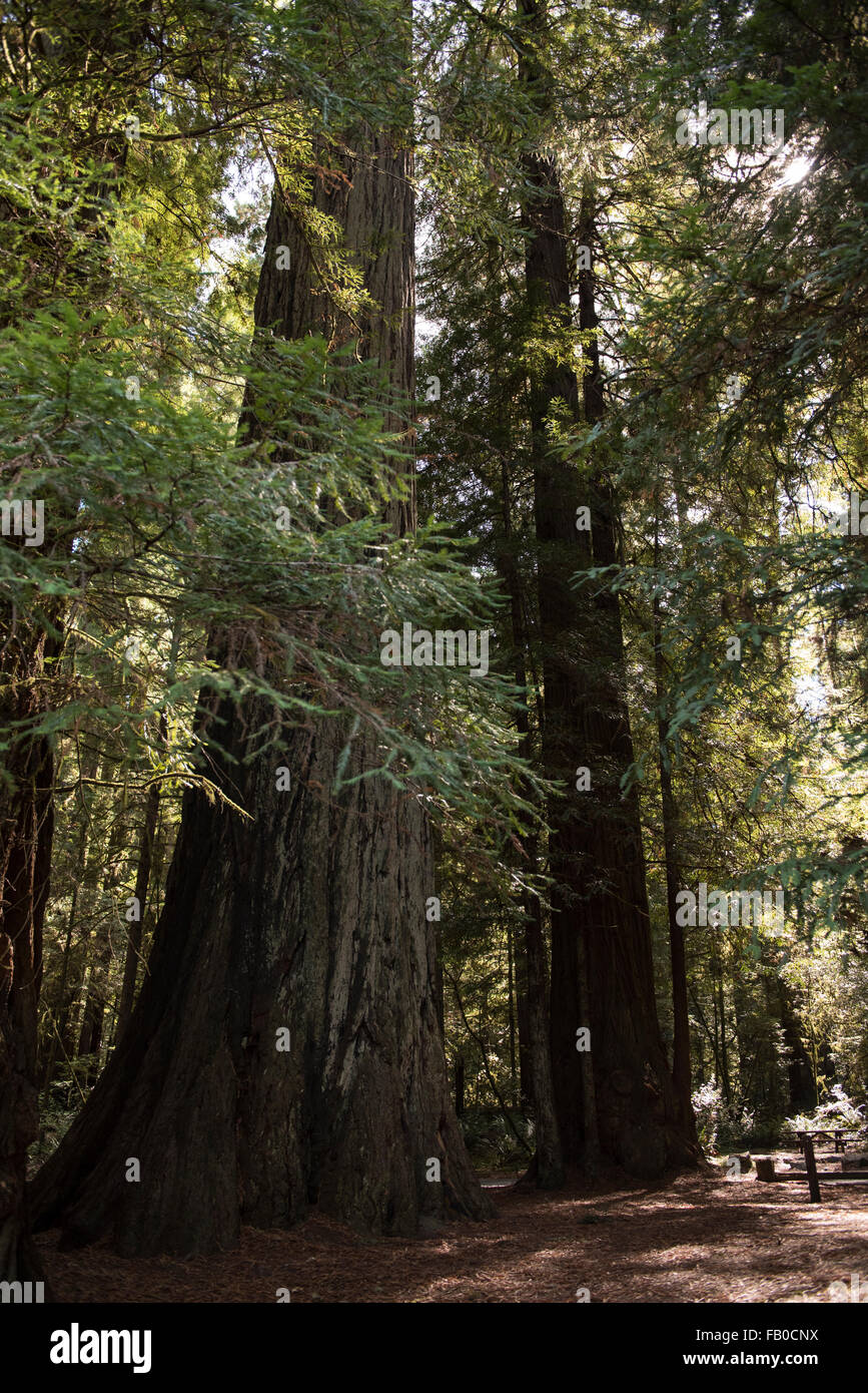 Un stand de redwood à Jebediah Smith Redwoods State Park dans le Nord de la Californie, USA. Banque D'Images Un stand de redwood à Jebediah Smith Redwoods State Park dans le Nord de la Californie, USA. Banque D'Images