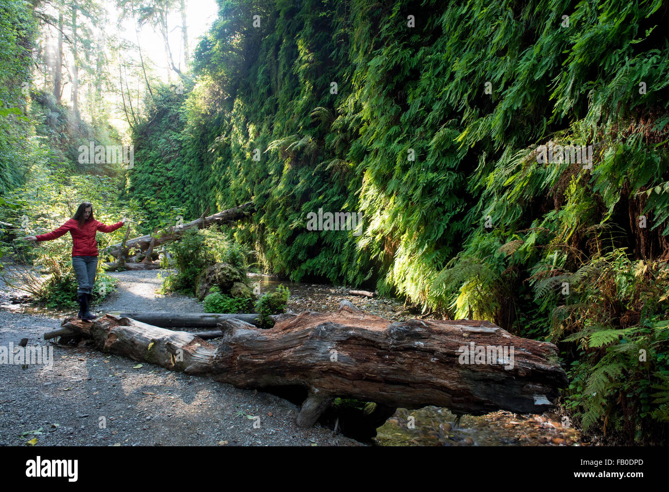 Une femme monte sur un tombé log in Fern Canyon, un canyon dans la Prairie Creek Redwoods State Park dans le comté de Humboldt, en Californie. Banque D'Images