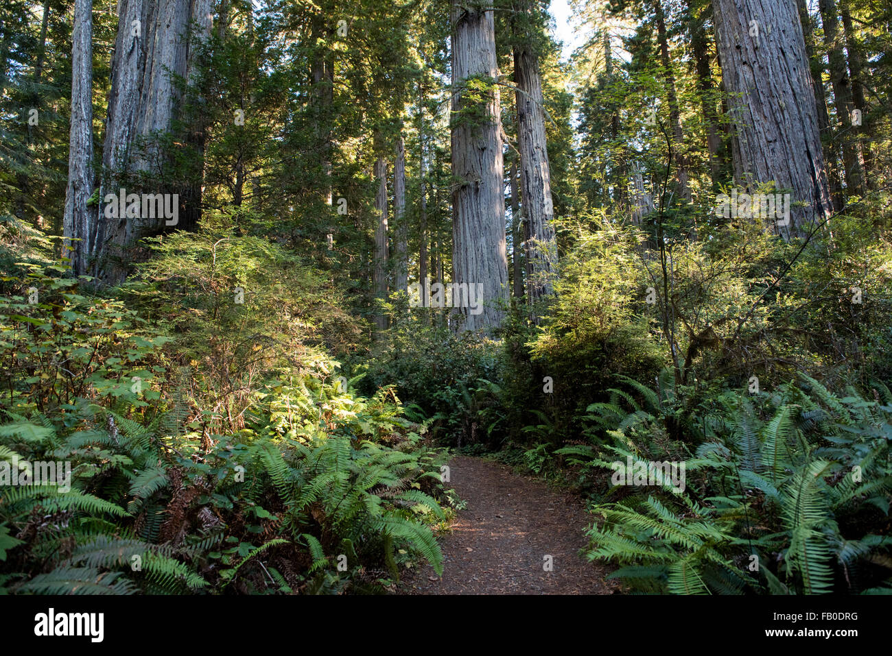 Un chemin dans la Lady Bird Johnson Grove au Redwood National Park en Californie du Nord, USA. Banque D'Images Un chemin dans la Lady Bird Johnson Grove au Redwood National Park en Californie du Nord, USA. Banque D'Images