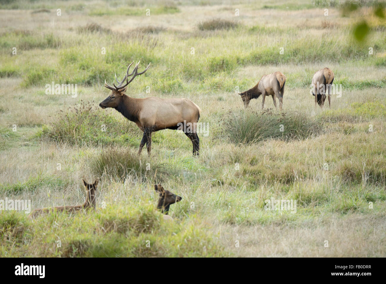 Elk protégées paît dans Elk Prairie, une partie de la Prairie Creek Redwoods State Park dans le Nord de la Californie, USA. Banque D'Images Elk protégées paît dans Elk Prairie, une partie de la Prairie Creek Redwoods State Park dans le Nord de la Californie, USA. Banque D'Images