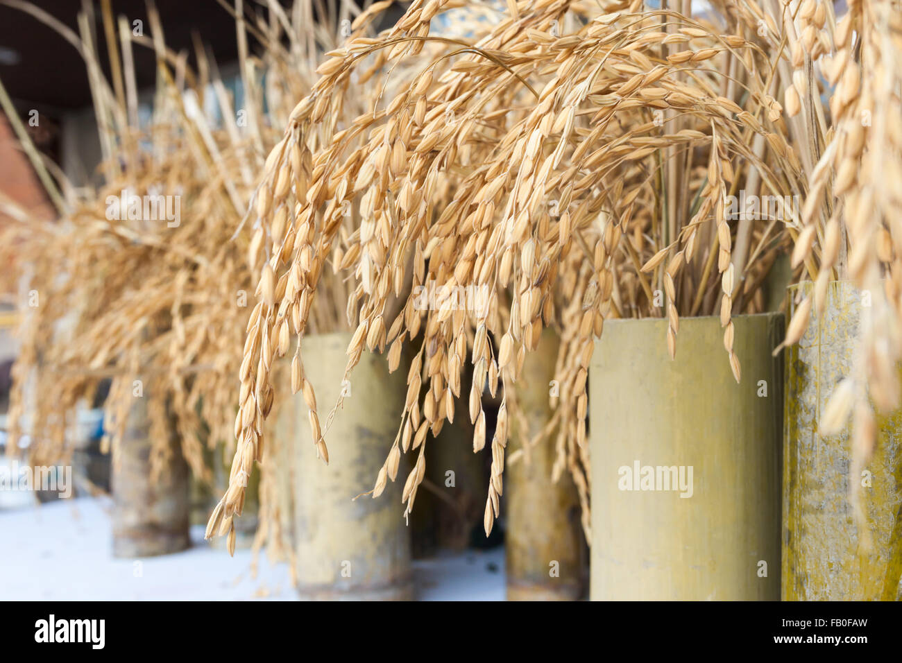 Des semences de riz paddy jaune sur le pot . Banque D'Images