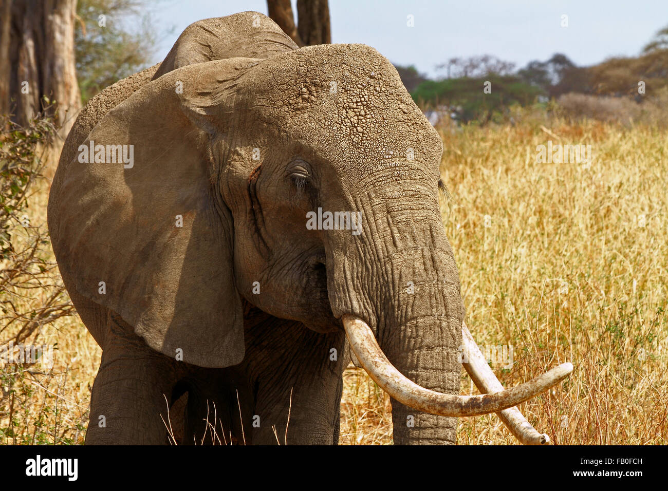 Un portrait de l'éléphant dans la brousse africaine savane africaine Banque D'Images