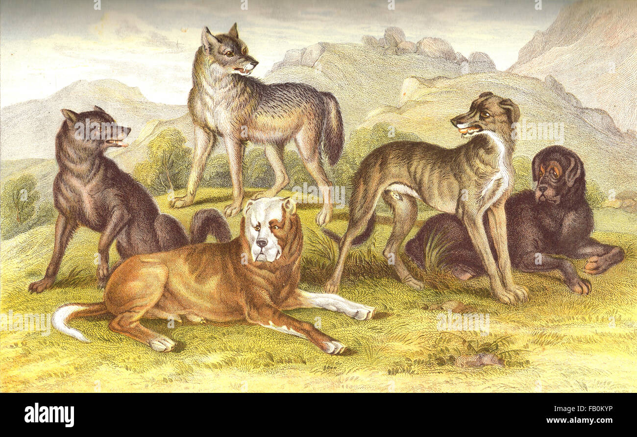 Types de dressage de chiens, les loups etc Gravure couleur vers 1874 Banque D'Images