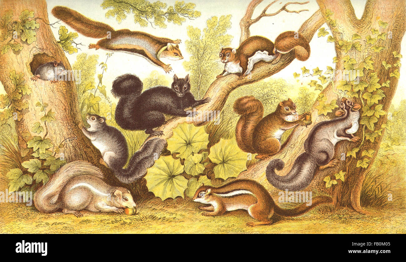 Types d'écureuils Gravure couleur vers 1874 Banque D'Images