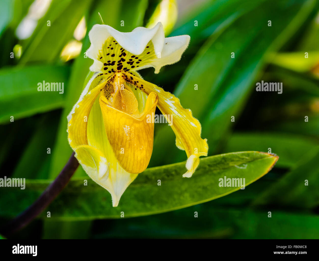 Libre d'un beau jaune Lady's Slipper Orchid Banque D'Images