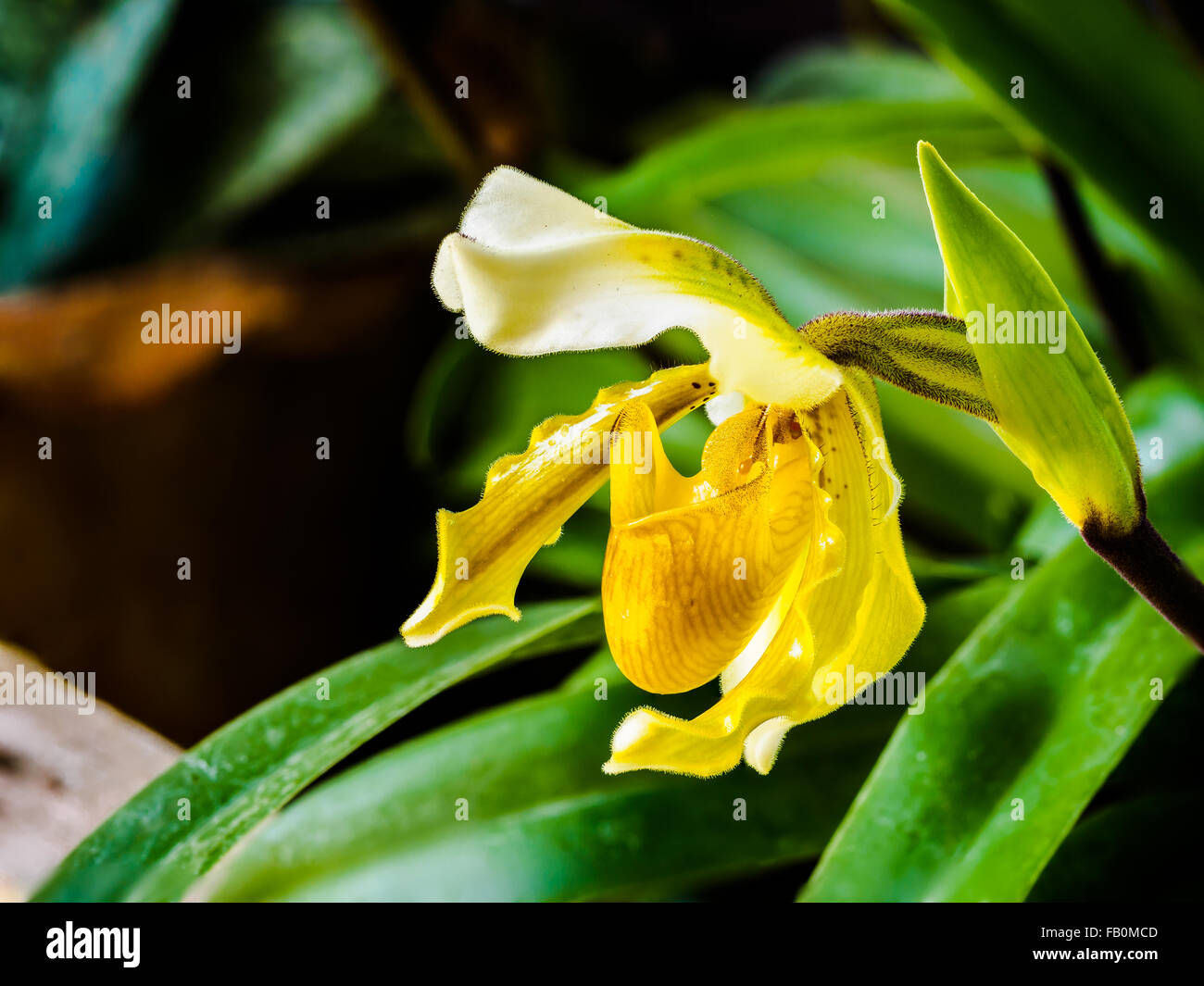 Libre d'un beau jaune Lady's Slipper Orchid Banque D'Images