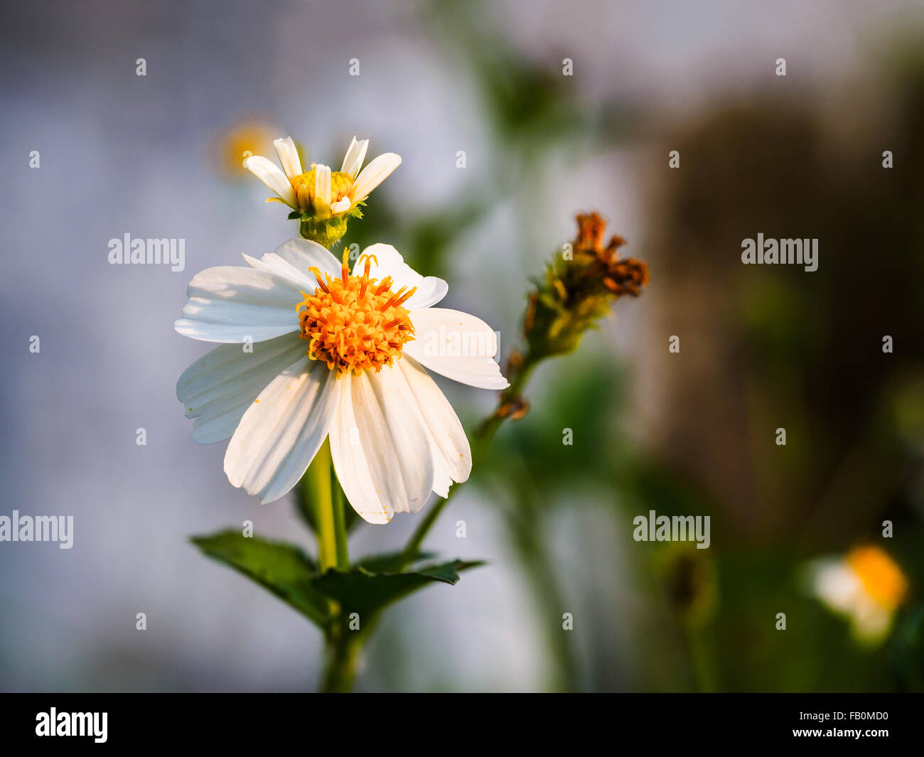 Fleur blanc naturel dans le domaine Banque D'Images