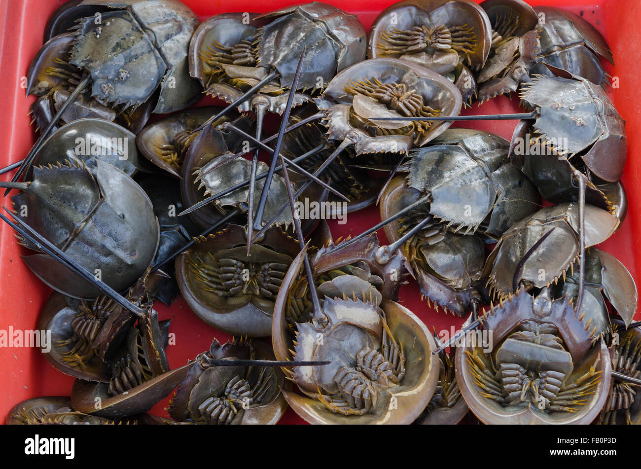 Limule limule, grillés sur étrange nourriture thaïe. Banque D'Images