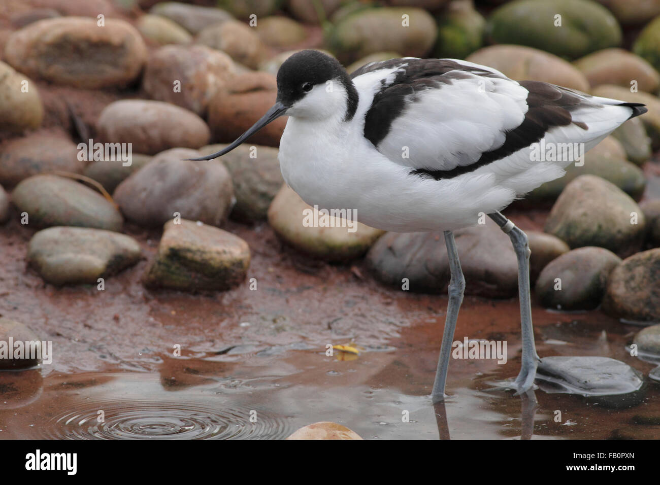 Avocette élégante (Recurvirostra avosetta) adulte, se tenait dans l'eau, Martin simple, Lancashire, Angleterre, novembre (conditions contrôlées) Banque D'Images