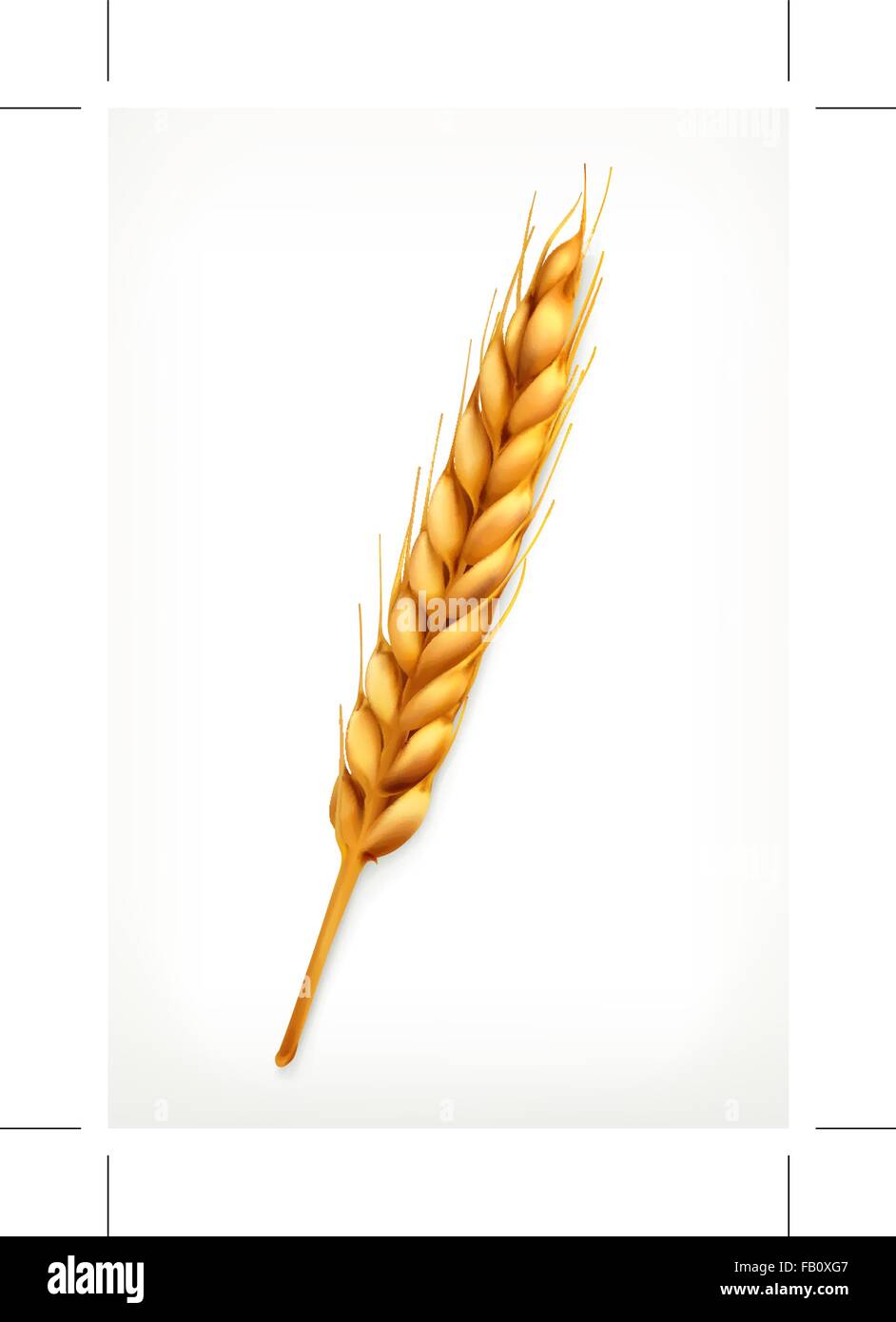 Whole wheat vectors Banque de photographies et d’images à haute ...