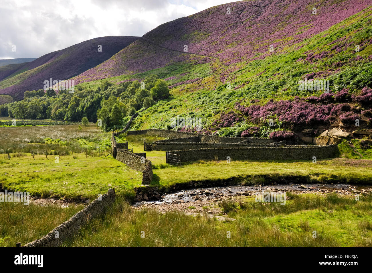 D'une bergerie de murs de pierres sèches à côté de Snake Pass dans le Derbyshire à flanc de floraison mauve de la bruyère. Banque D'Images D'une bergerie de murs de pierres sèches à côté de Snake Pass dans le Derbyshire à flanc de floraison mauve de la bruyère. Banque D'Images
