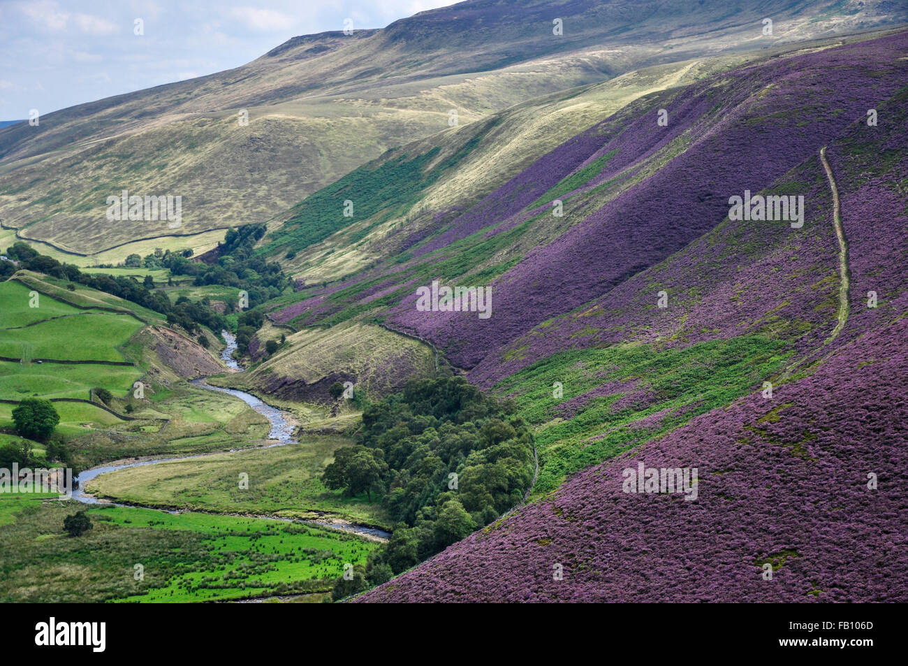 Collines couvertes de bruyère à côté Snake Pass dans le Peak District, Derbyshire. Banque D'Images Collines couvertes de bruyère à côté Snake Pass dans le Peak District, Derbyshire. Banque D'Images
