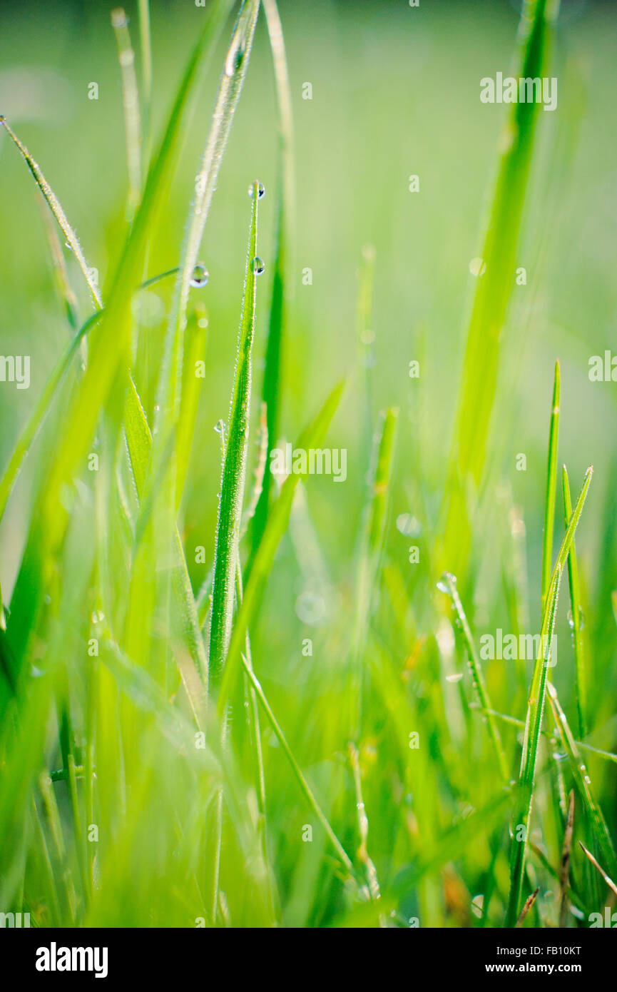 Gouttes de pluie sur des brins d'herbe au petit matin Banque D'Images