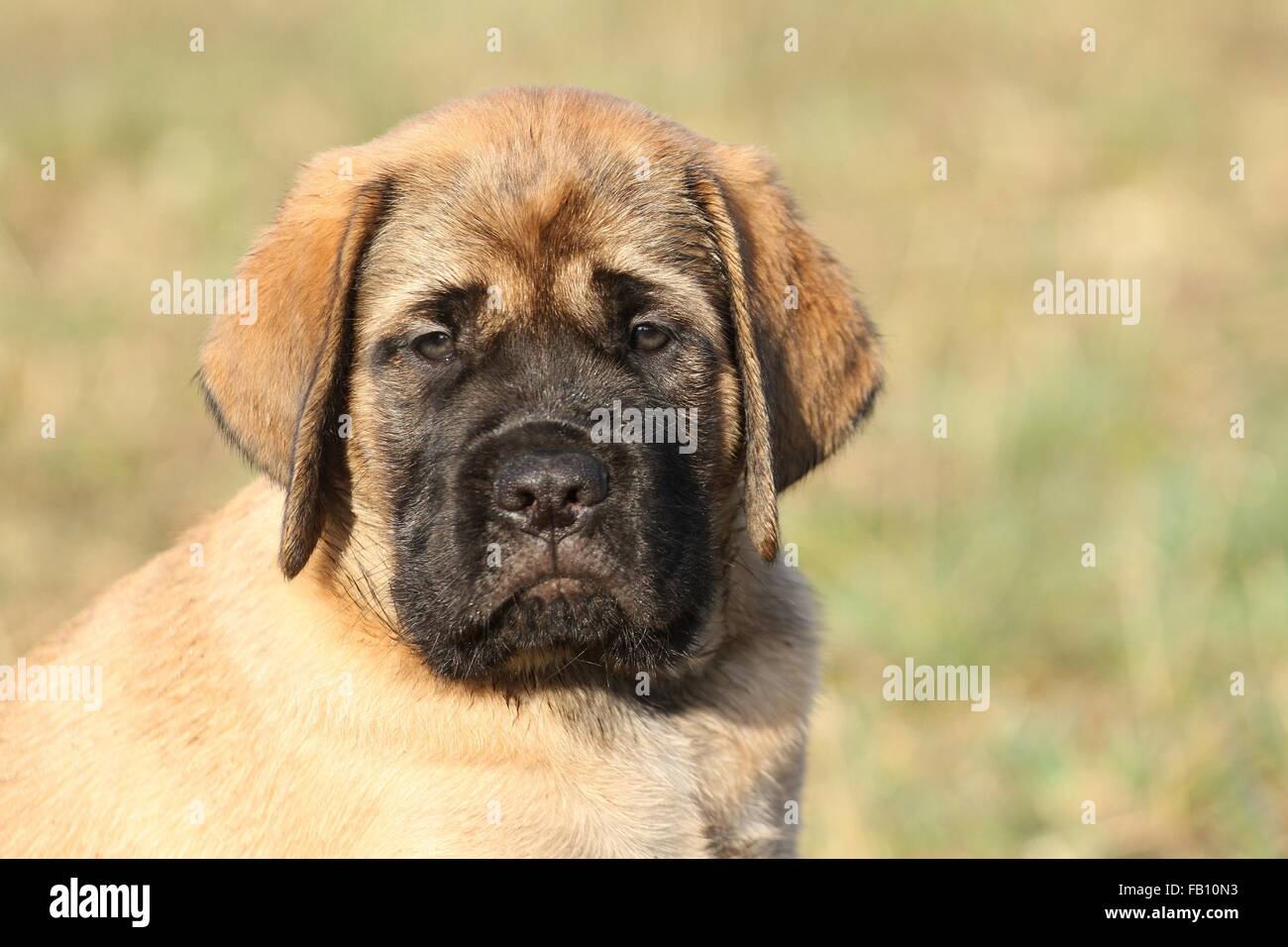 Old English Mastiff Puppy Banque D'Images